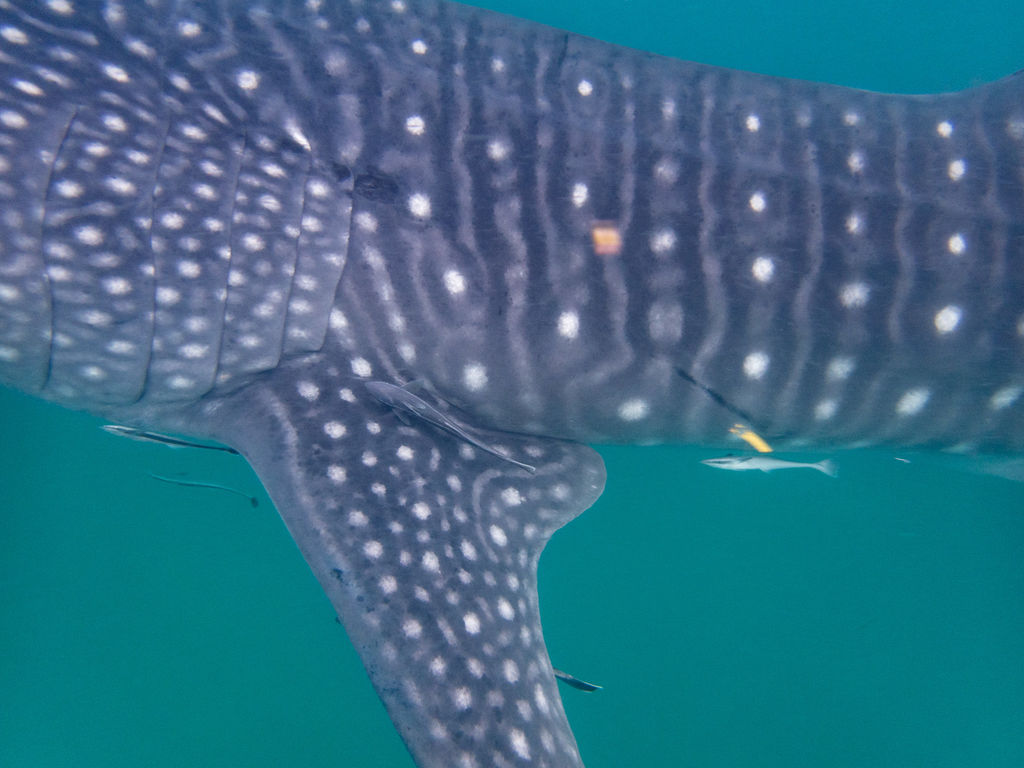 3a6738bc-7fee-48fd-8799-e085ab5bd830