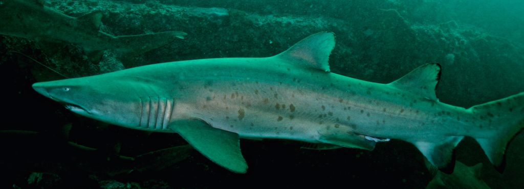 f84a54d6-e31a-4e43-9bec-9ec95e3d8db5