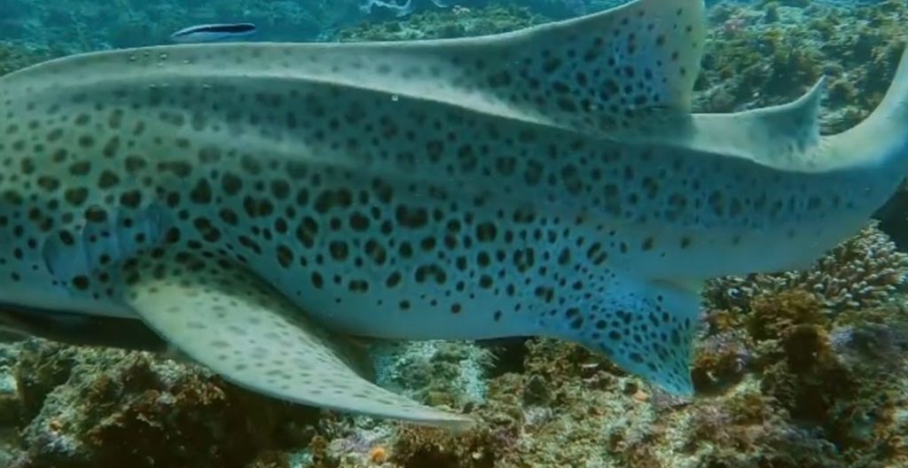 86eccdcb-7a22-41e9-b16e-283e408b0263