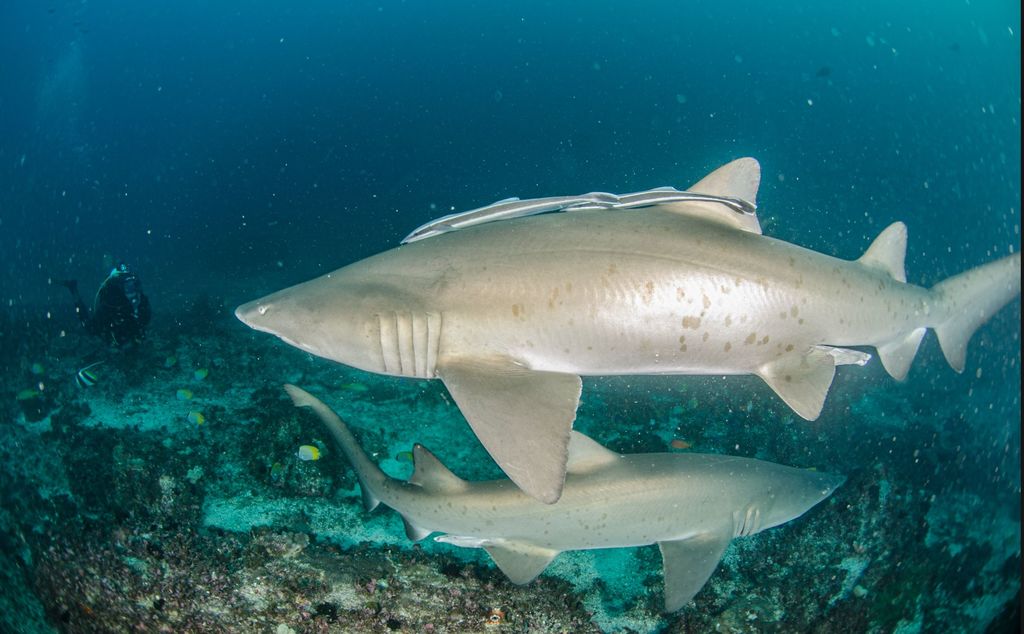 44916a18-4b51-4afe-aa85-5153d6b4d35c