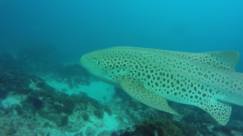 a35d67f6-1994-4258-bd58-3edc994bea35