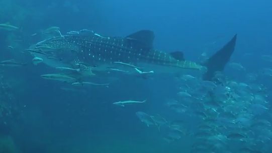 0a59f6fb-9548-4be0-b329-2420d333145c