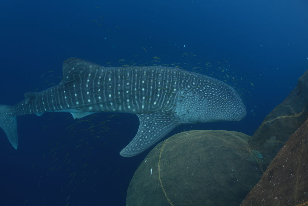 2e91de7b-df63-4f7d-93be-8aa2c3b88f96