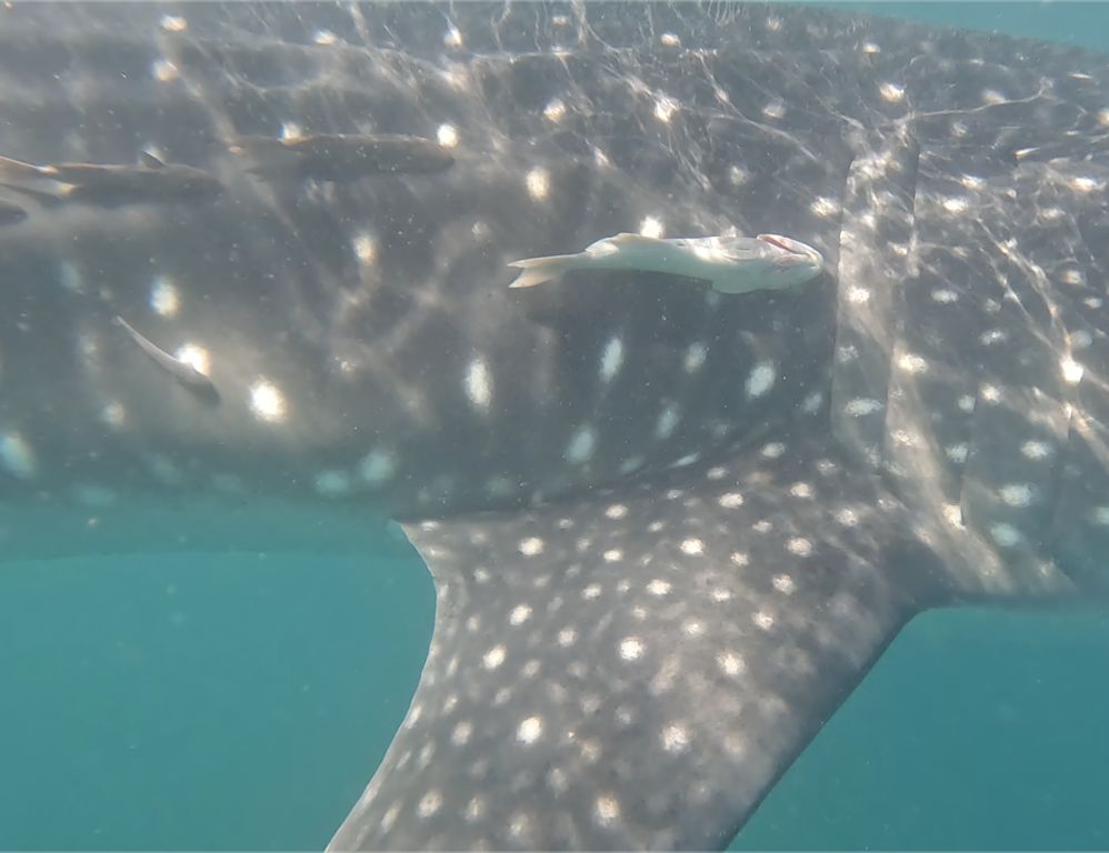 f03c36b4-06fd-4e81-8f49-02480fb0696f