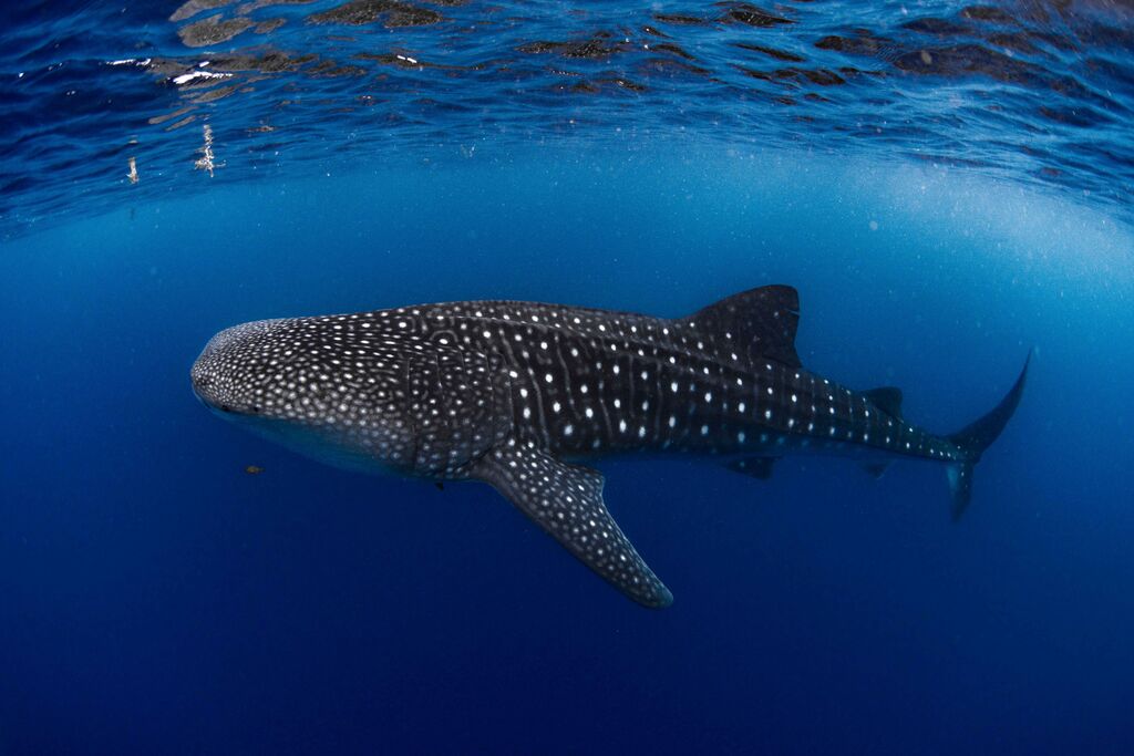 4aa5983b-af69-446f-9102-4962749e6cae