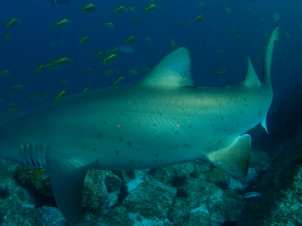 7d63de82-7395-4172-9528-9ee54961821a