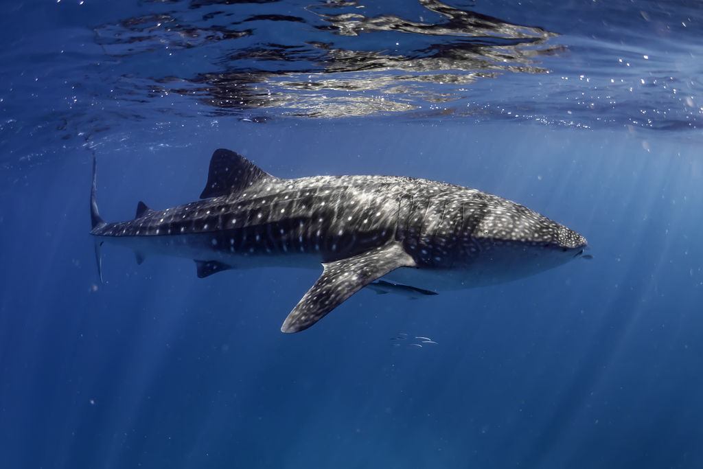 37a566d6-9a48-48fd-9c14-3b2f9ceb2a8e