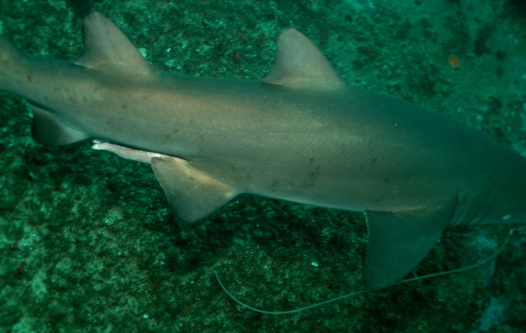 21917bea-8ca9-4684-9a6c-e0543c72e27b