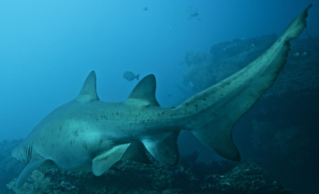 891c6220-3bbc-4da0-a853-a42f8d214e2c