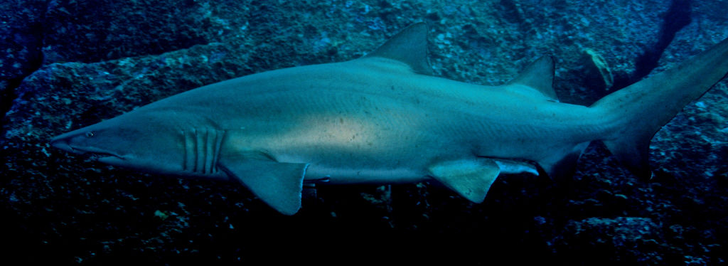 fc33ab70-fedb-4cde-84f4-73f9c5cd1b2f