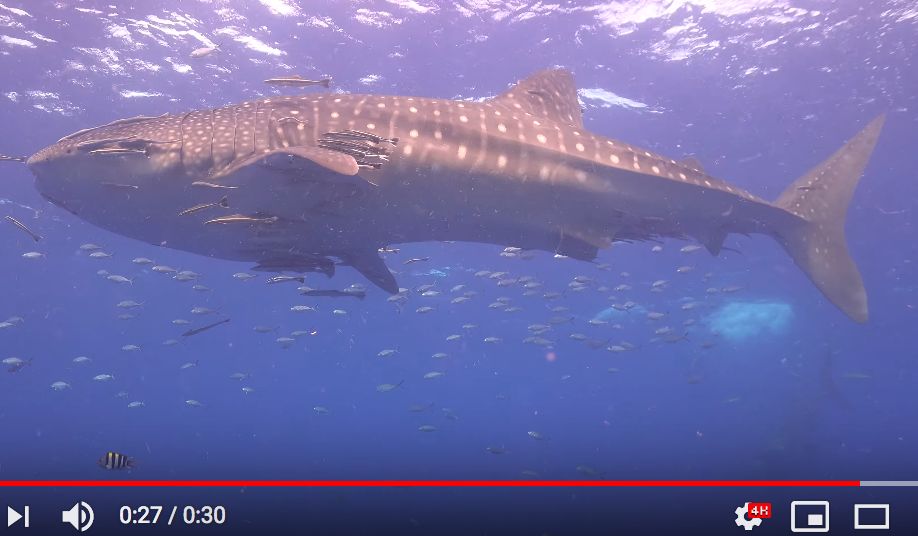 ef4c3fd6-33c7-4e59-b5bb-3f53e4174f14