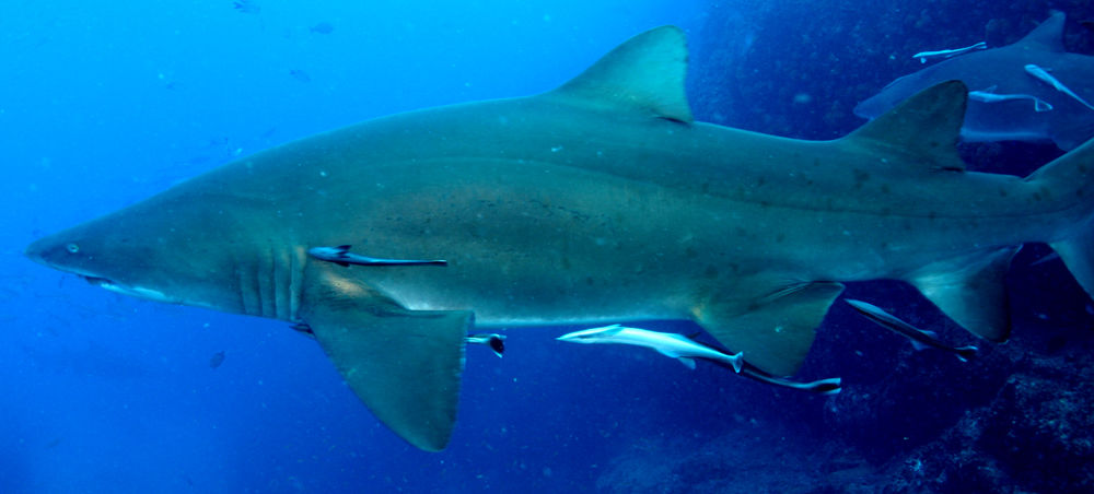 ba978c01-0d1f-485b-a800-b6fb4cf3003f