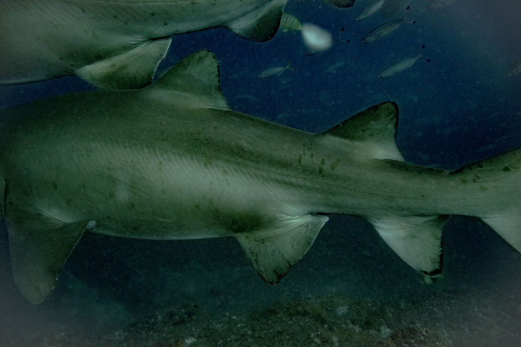 d2f1691e-a67b-4491-91f0-a159de368744