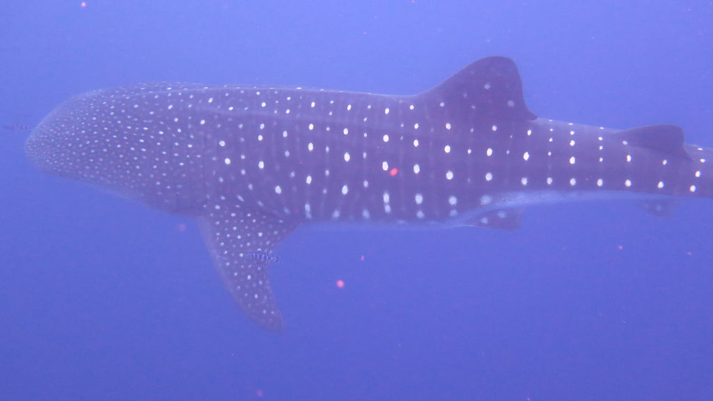 2edb7da7-076d-4c60-b358-b49a182006bd