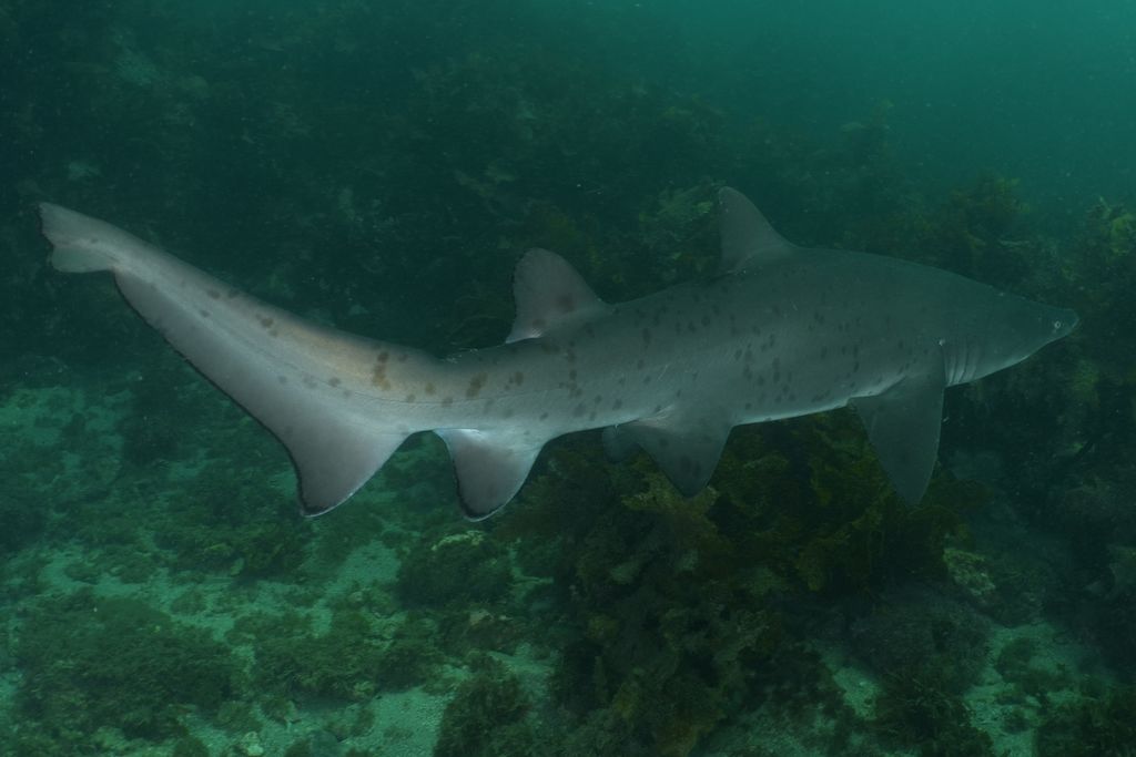 95cdf0b8-cafd-4834-9d0d-7794c0974f48