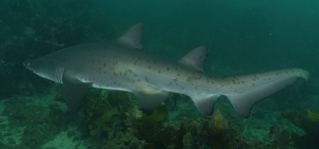 95cdf0b8-cafd-4834-9d0d-7794c0974f48