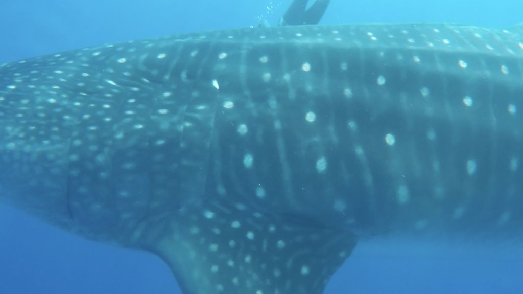 bf128b09-5cf2-4fa4-9528-40de4fb77537