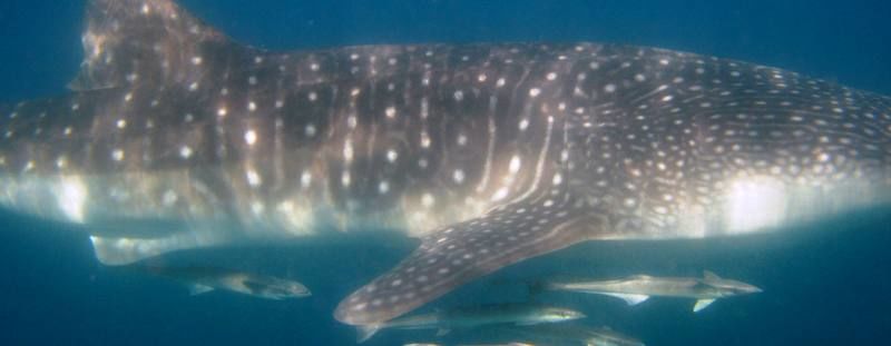 4379618c-a936-4a53-843e-90230e1d8752