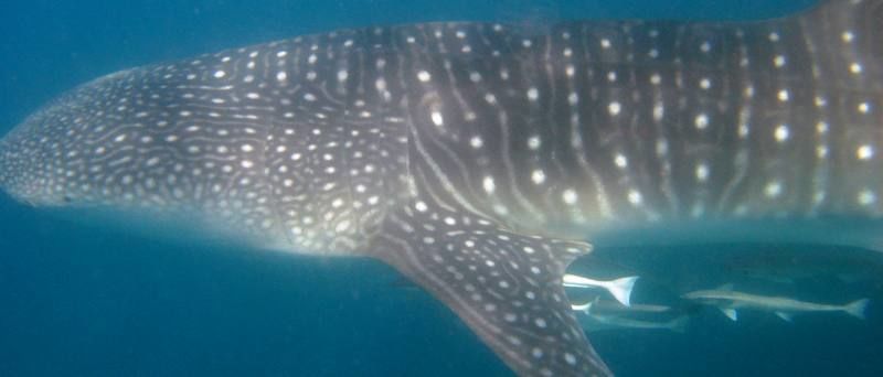 4379618c-a936-4a53-843e-90230e1d8752