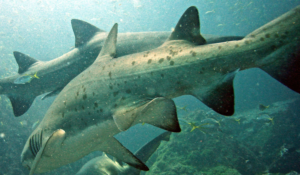 654c21d3-984b-4827-9583-c6d337b4aadd