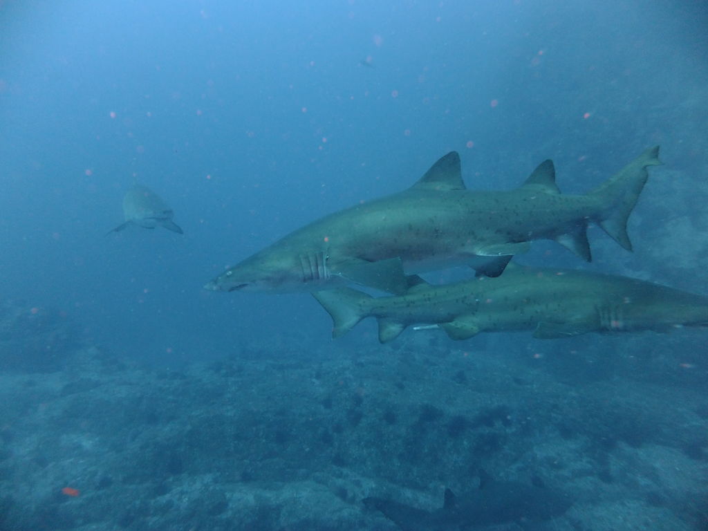 e9169409-4a23-4047-8135-4dd1e4600375