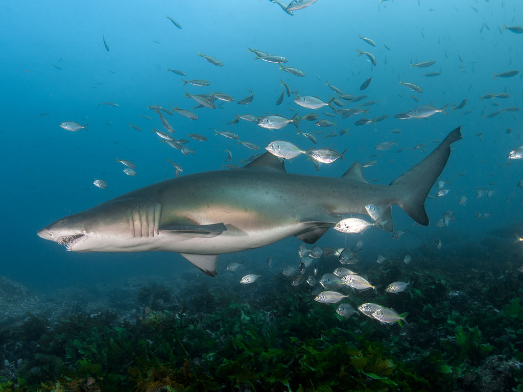 1f6a587c-4ab1-4d5a-bd66-b857300cd551