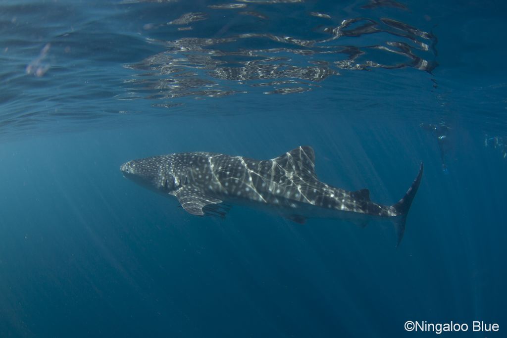 53431f87-b82a-4bd3-8d95-bca1daf21245