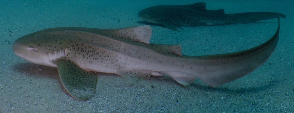 d5116b24-29e5-4177-9e21-6c71c19ddfee