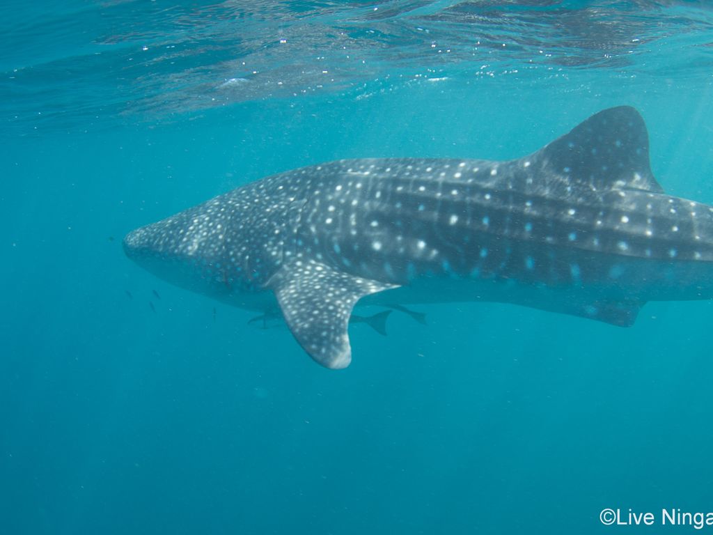 1a4e50ca-2fcc-4875-9451-b6e63a9f6909