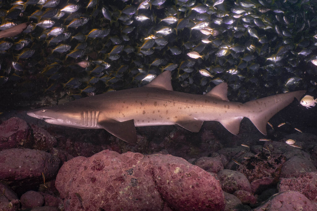 5c4e2987-4485-496a-898d-0bab21c6b8f5