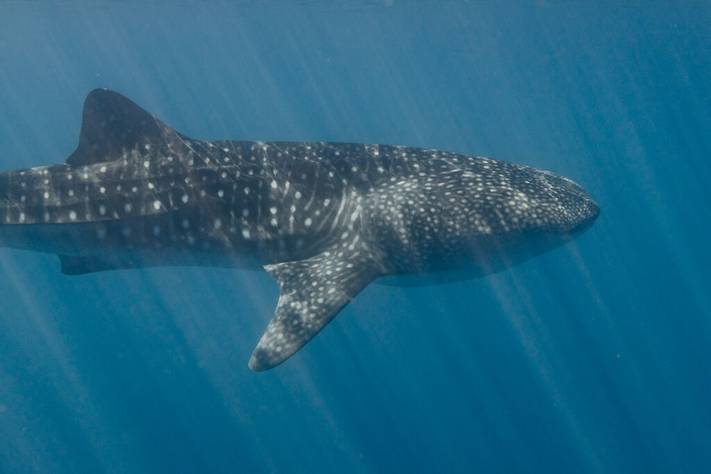 e30b7027-0b99-4500-b401-301a6c53cd99