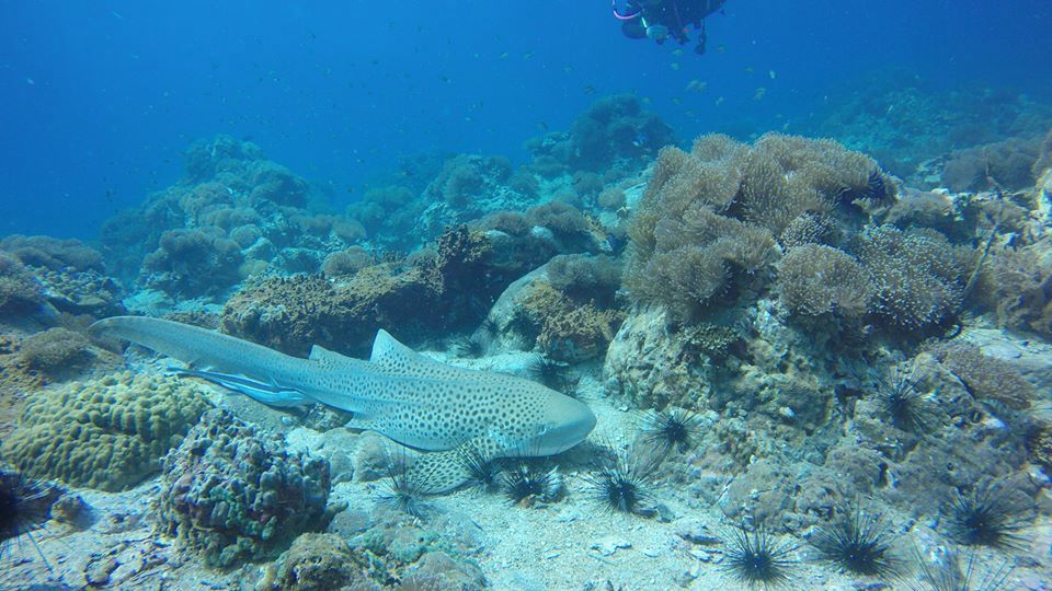 cc1f1bf4-2018-4e6d-86e5-4e47fde1a16a