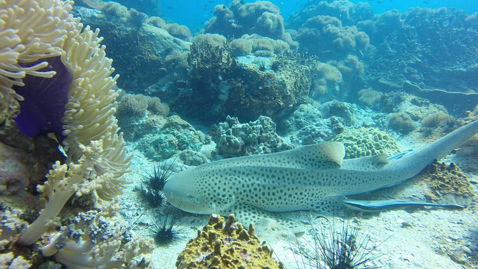 cc1f1bf4-2018-4e6d-86e5-4e47fde1a16a