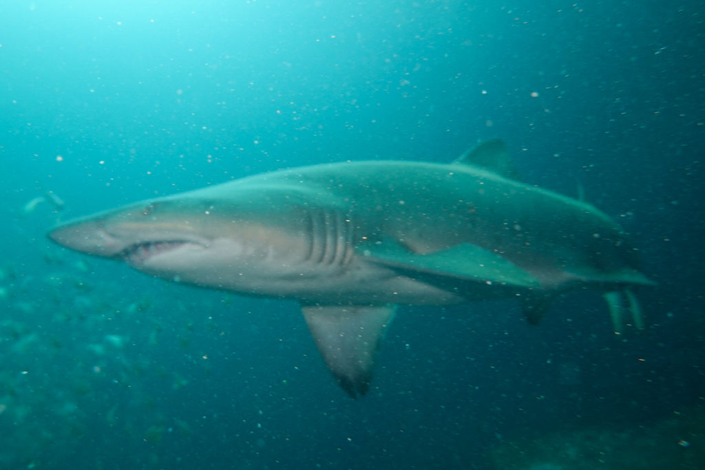 d0b9235b-d6af-4c61-8271-115a5283e1cc