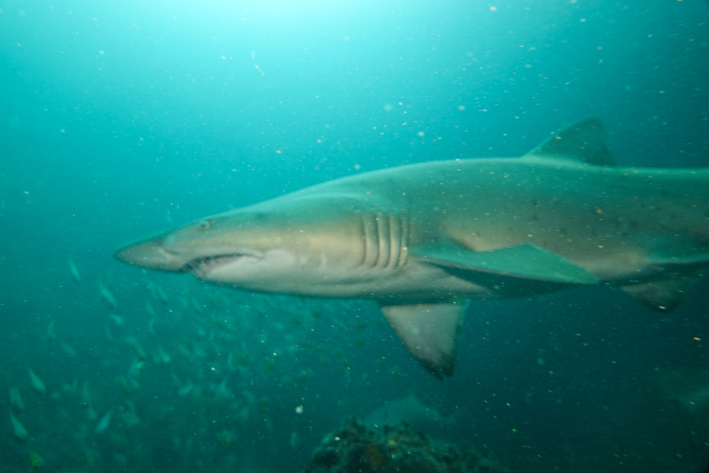 d0b9235b-d6af-4c61-8271-115a5283e1cc