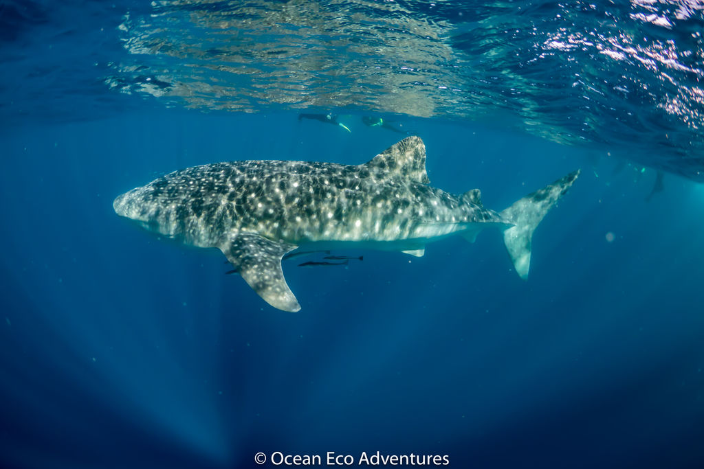 06fda762-e0ec-47d8-a5d2-8b01f167393a