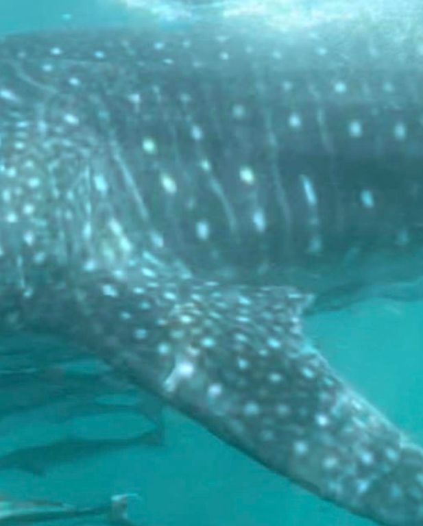 782e7853-3f31-415d-9d23-1482b902657f