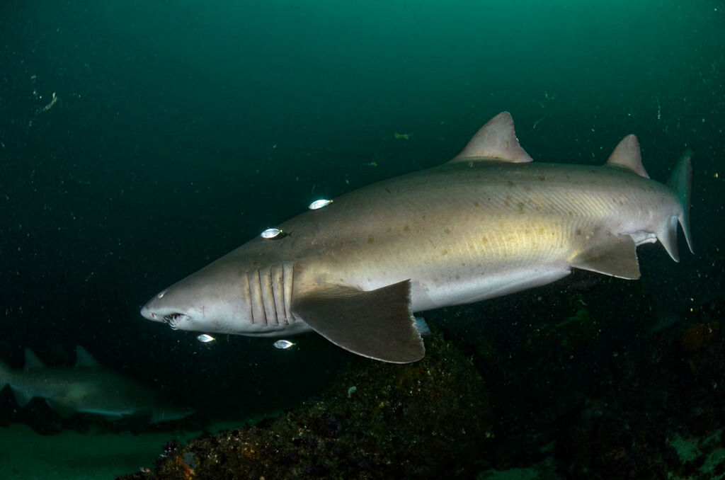 1331fea0-a09c-40c1-ba11-154bad19fcd2