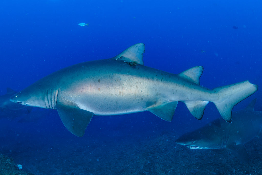 7b1c31bc-1947-495c-a029-74f0a69da0ef