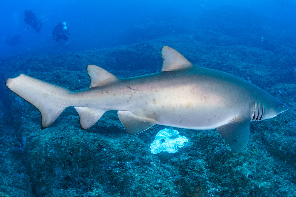 7b1c31bc-1947-495c-a029-74f0a69da0ef