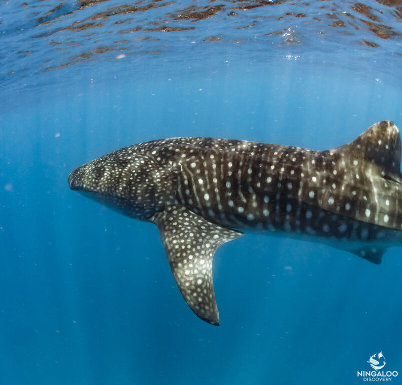 c8f764d2-6c44-4f5b-8c67-eb7a707c2db8