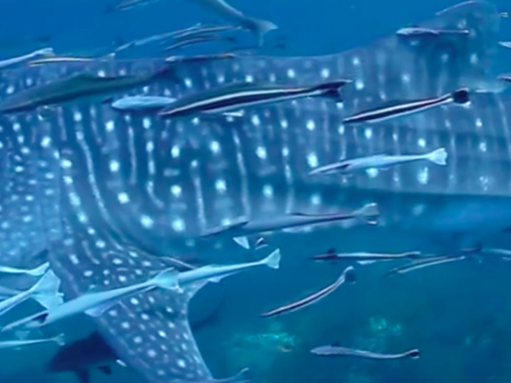 cda23e1e-cfed-4a78-a106-ad94bde7fd54