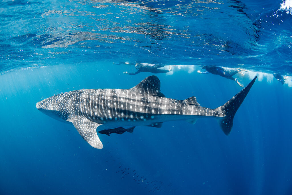 25099da7-3adc-47c4-9629-324aba9ab596