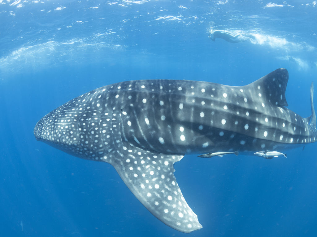 b30e2675-b91c-4ebf-a2da-928ba4c60ad4