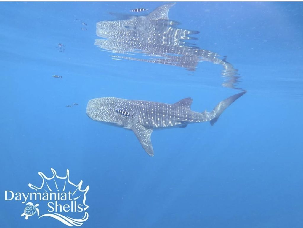 fc98175a-1ed2-44f5-b2b1-175d71186fce