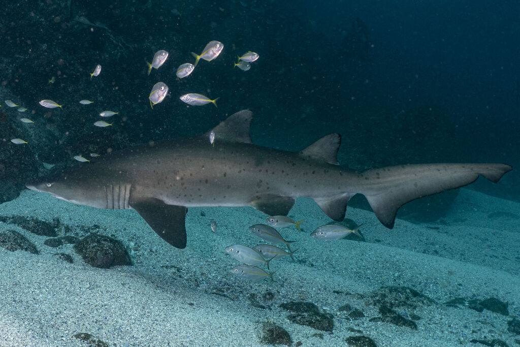 3bfa8a82-e61c-4931-9151-44c8d80ca3f6