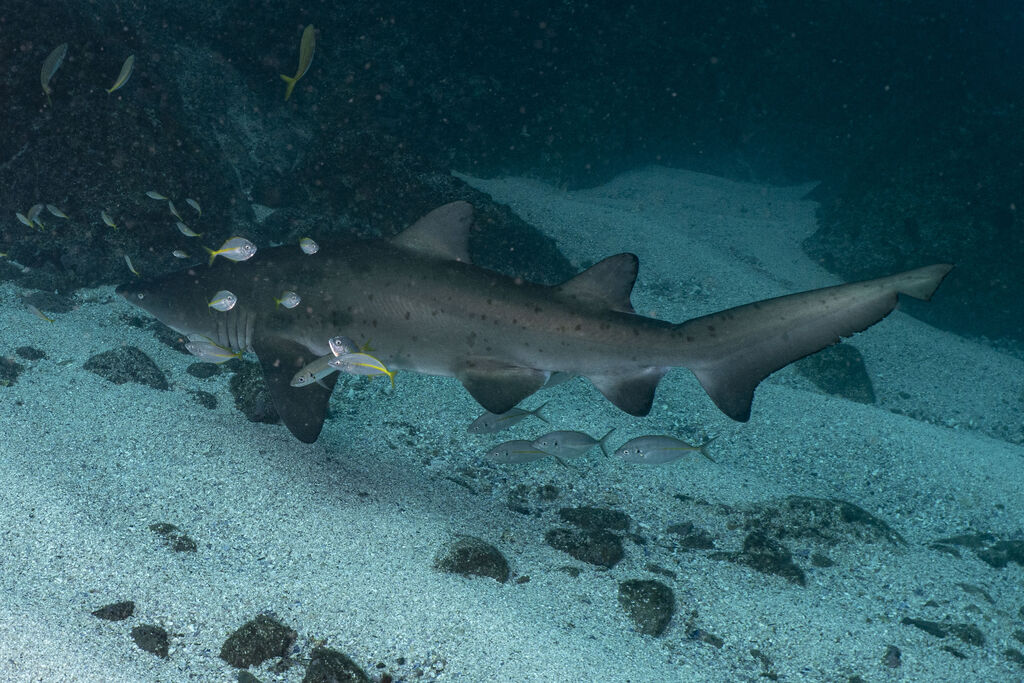 3bfa8a82-e61c-4931-9151-44c8d80ca3f6