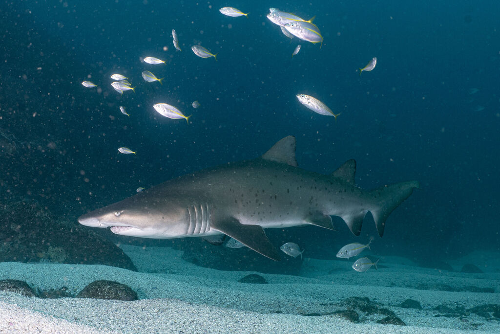 3bfa8a82-e61c-4931-9151-44c8d80ca3f6