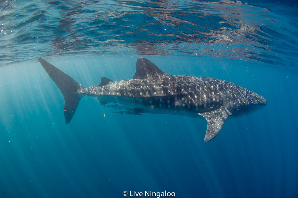 2f0ae6d1-fd34-43dd-9ef9-c59f7f9729fd