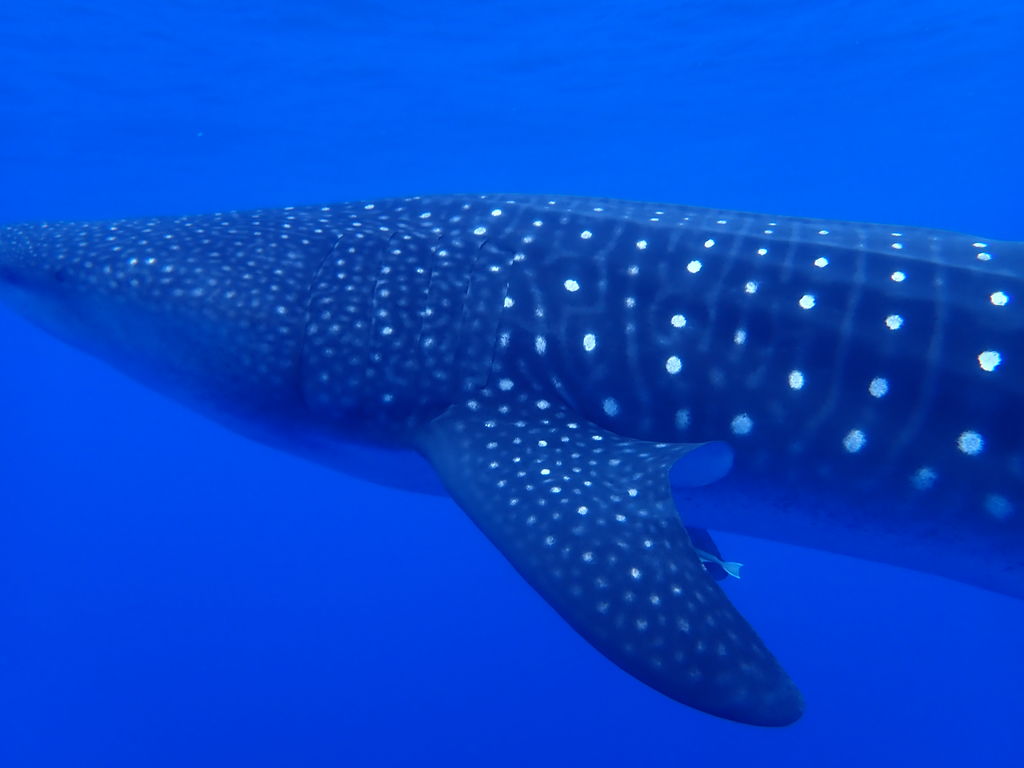 86ea5b64-15cc-4c6d-a495-47a499d0364c